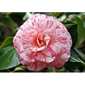 Kamélia japonská (Camellia Japonica) ´WILLIAM BARLETT´ - výška 15-25 cm, kont. P9 (-10°C)